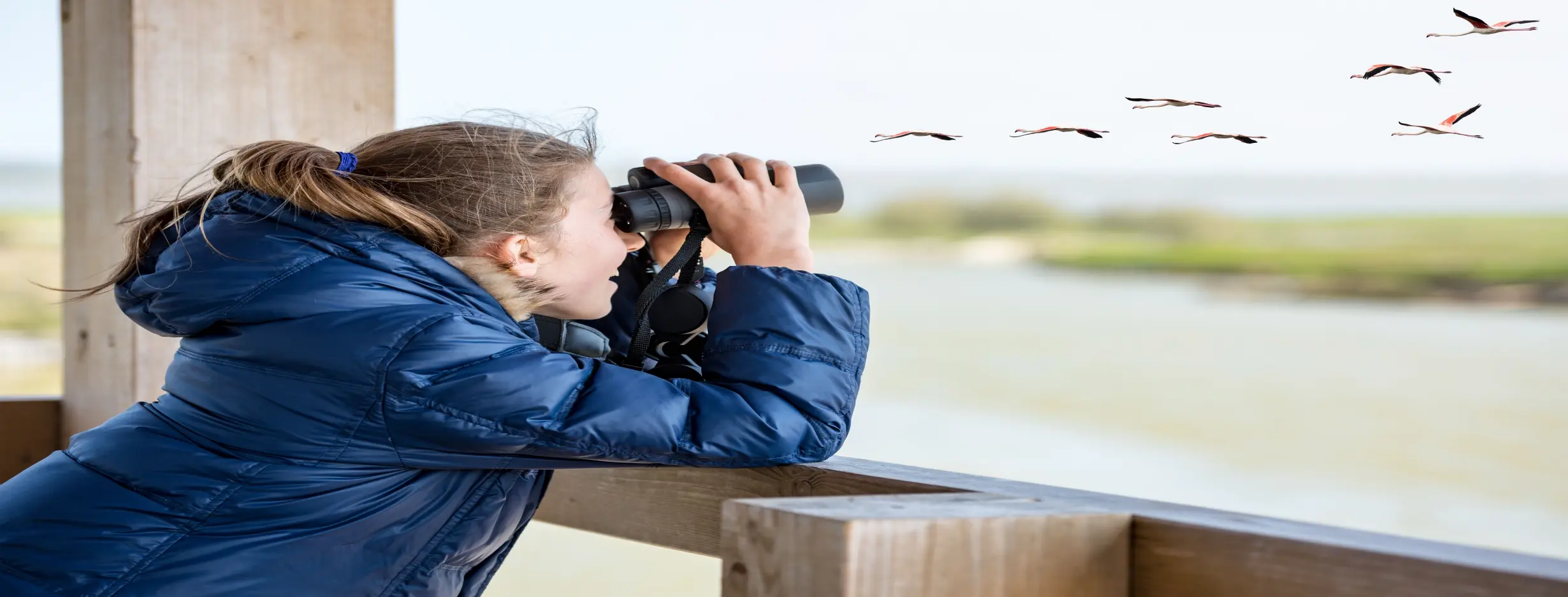 Image for Birdwatching